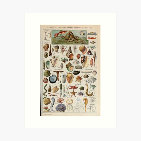 Item preview, Adolphe Millot mollusques pour tous designed and sold by wetdryvac.