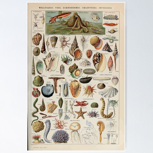 Item preview, Adolphe Millot mollusques pour tous designed and sold by wetdryvac.