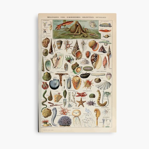 Item preview, Adolphe Millot mollusques pour tous designed and sold by wetdryvac.