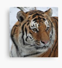 Portrait of An Amur Tiger Leinwanddruck