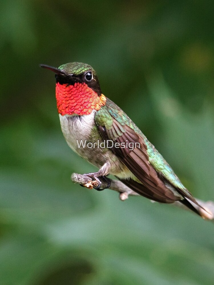 Thumbnail 4 of 4, iPhone Case, Ruby Throated Hummingbird designed and sold by WorldDesign.