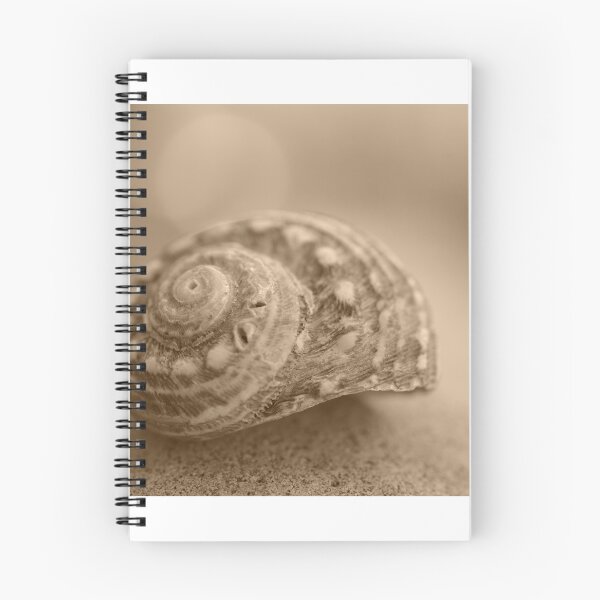 Item preview, a shell on a rock designed and sold by Clare Colins.
