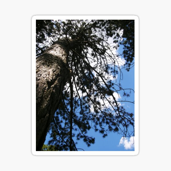 Item preview, Pine Tree from Below by Courtney Hatcher designed and sold by cghatcherart.