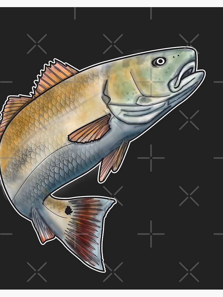 Red Drum Fish Saltwater Game Bull Fishing Art Board Print for Sale by  bigraydesigns