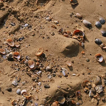 Artwork thumbnail, Shells by Asrais