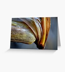 Field Corn Greeting Card