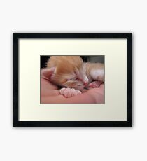 6 days old Framed Print
