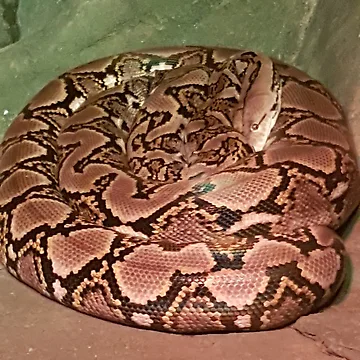 Vorschaubild zum Design Python von JawsWasAShark