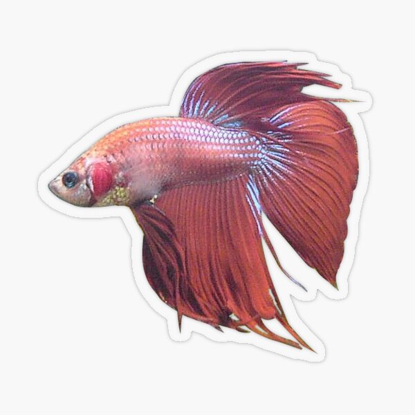 Fin & Ink Tattoo Lures  The Koi - Red on White - Surface Iron – Fin & Ink  Lures