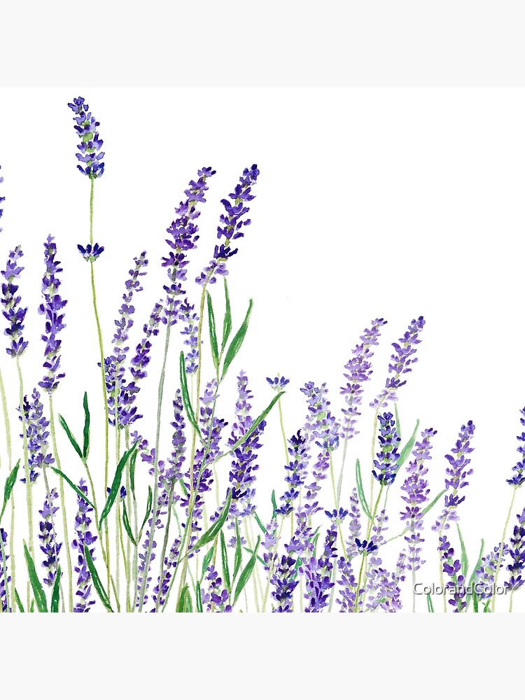 purple lavender horizontal watercolor by ColorandColor
