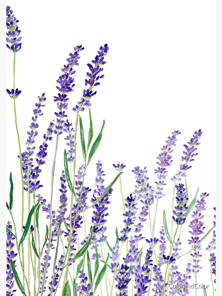 purple lavender horizontal watercolor by ColorandColor