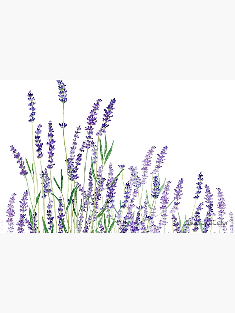 purple lavender horizontal watercolor by ColorandColor