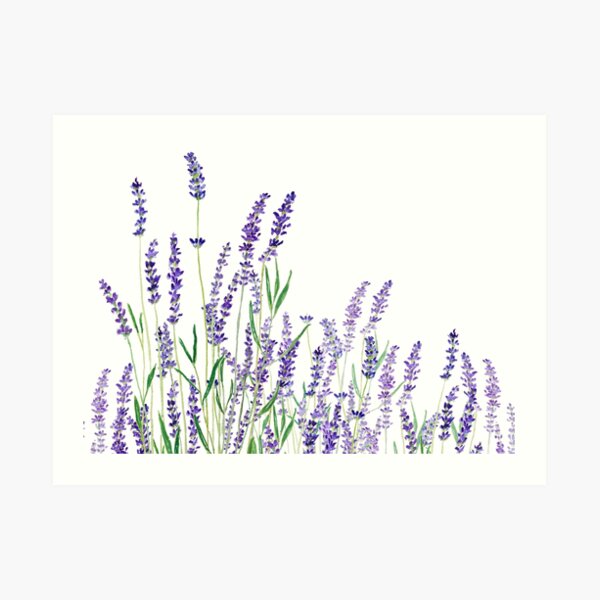 purple lavender horizontal watercolor Art Print