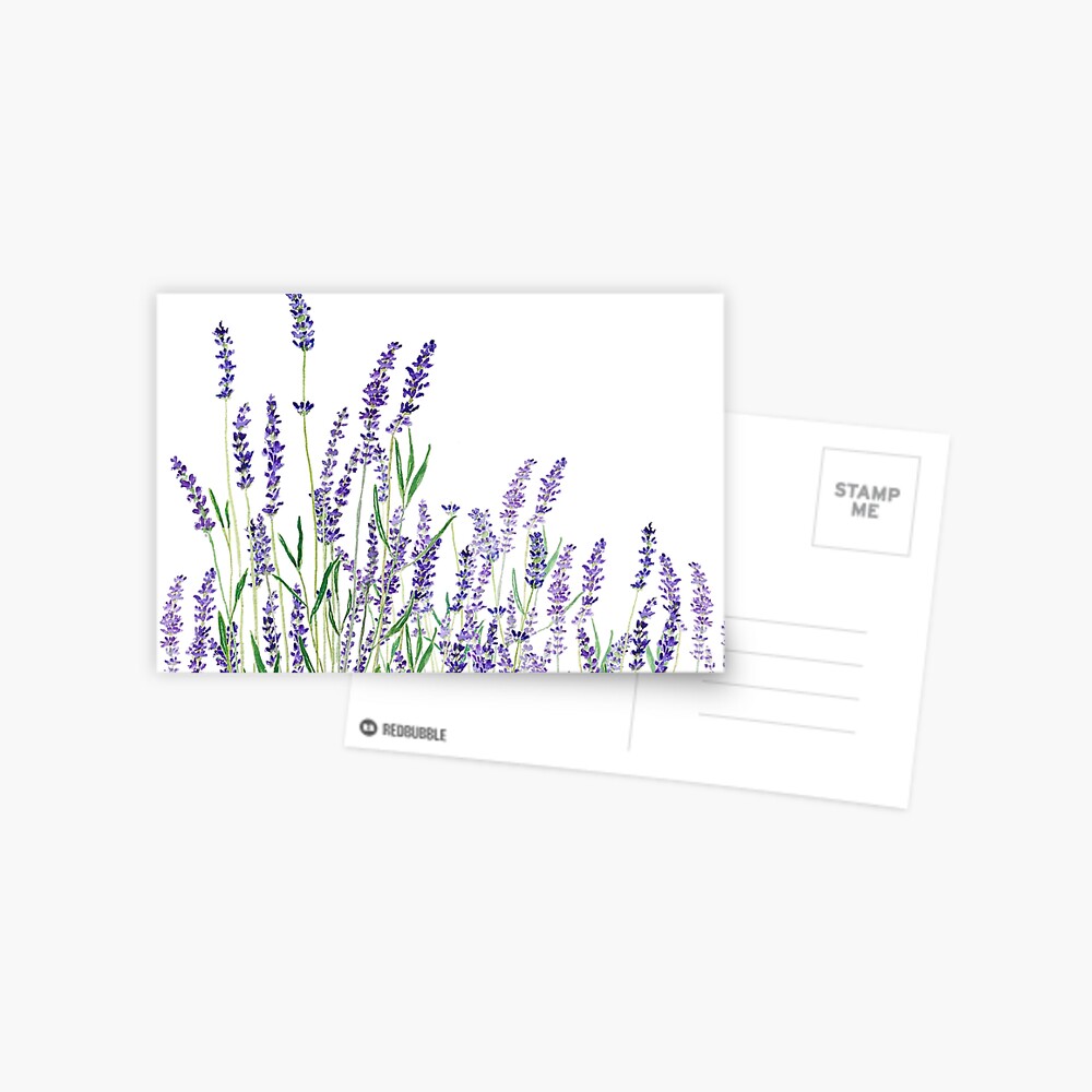 purple lavender horizontal watercolor Postcard