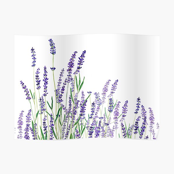purple lavender horizontal watercolor Poster