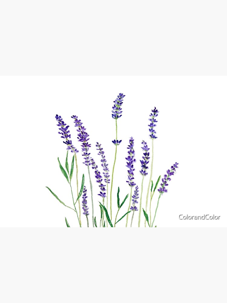 purple lavender by ColorandColor