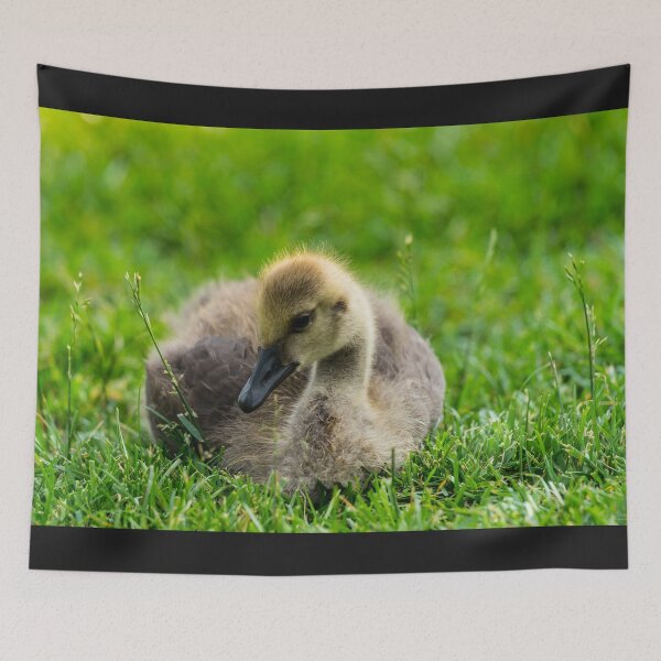 Item preview, Playing Bashful designed and sold by mljdwhite.