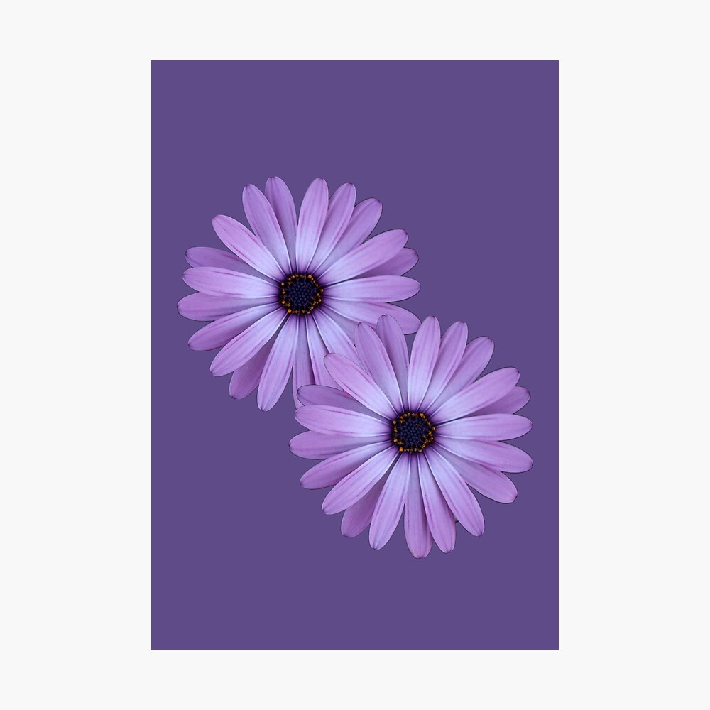 Poster hoa lavender: \