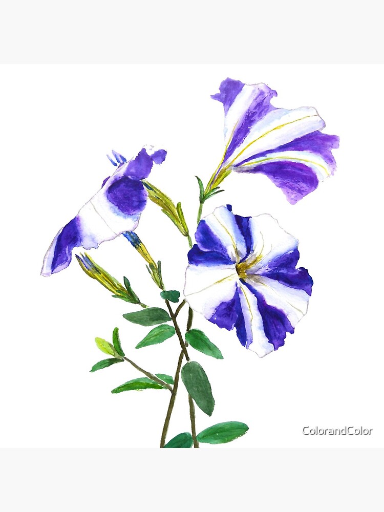 purple petunia by ColorandColor