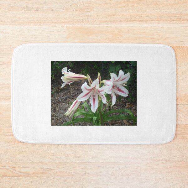Item preview, Crinum Lilies - Peppermints for the Eyes designed and sold by May Lattanzio.