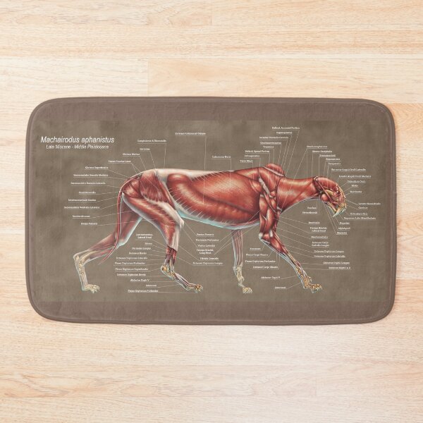 Item preview, Machairodus Aphanistus Muscle Study designed and sold by Thedragonofdoom.