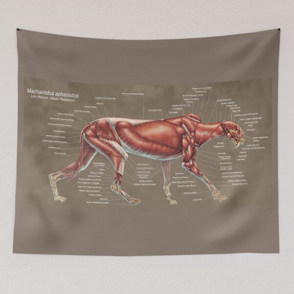 Item preview, Machairodus Aphanistus Muscle Study designed and sold by Thedragonofdoom.