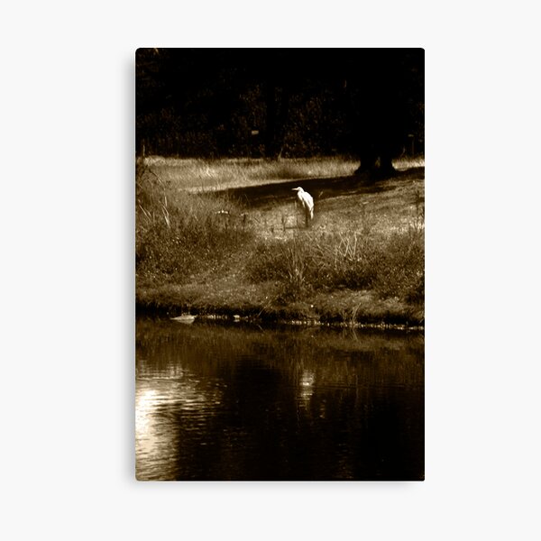 White crane Canvas Print