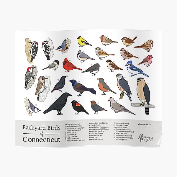 Prints Giclée Nature Print Arkansas Backyard Birds Field Guide Art ...