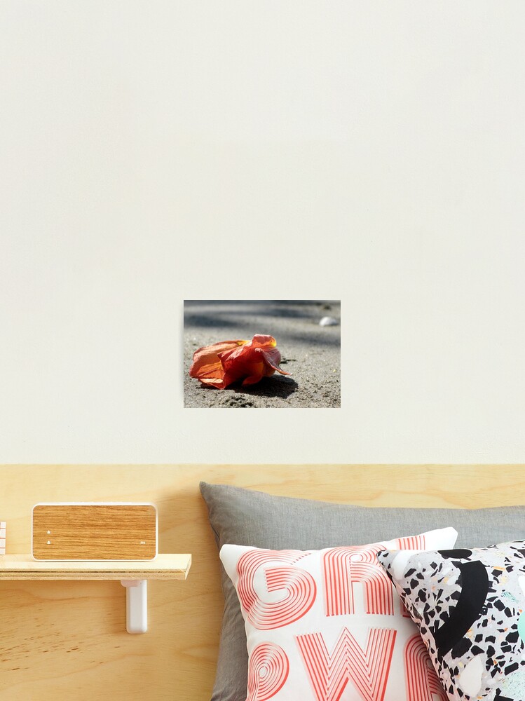Thumbnail 2 of 3, Photographic Print, Red Flower Fallen designed and sold by Juniper67.