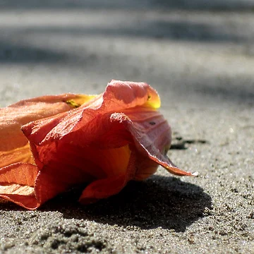Artwork thumbnail, Red Flower Fallen by Jessica Schoepen