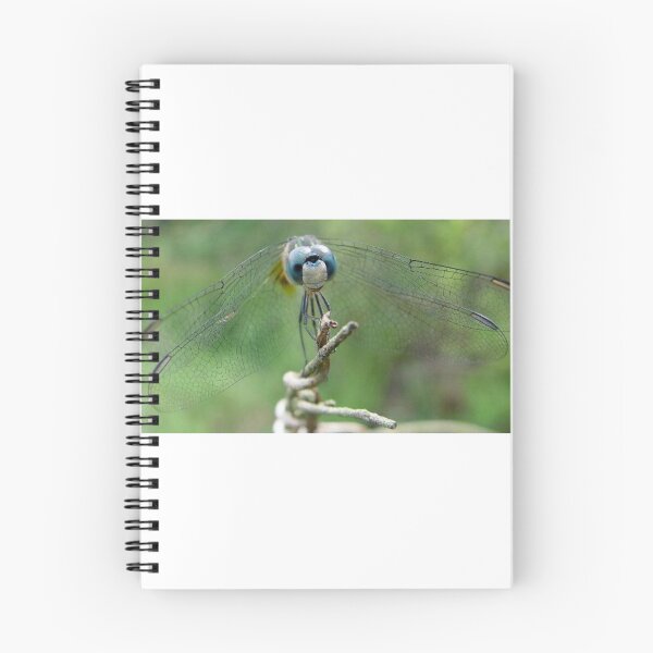 Aperçu de l'œuvre Blue Dasher créée et vendue par May Lattanzio.