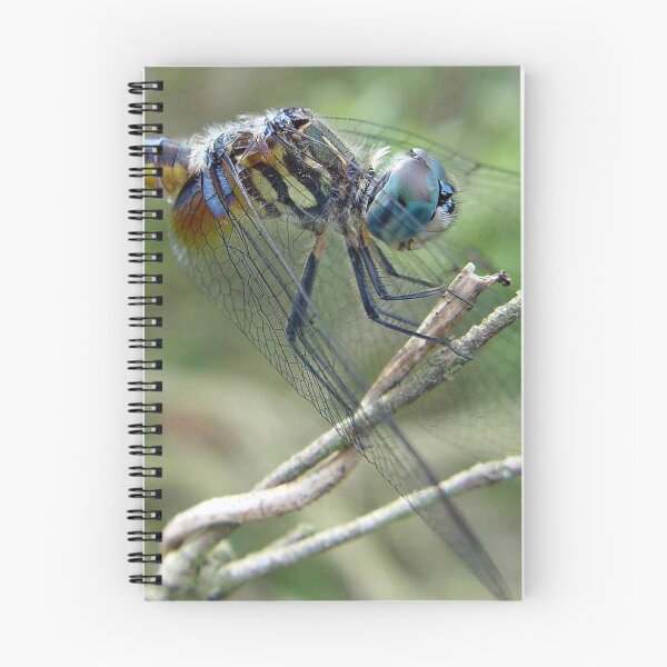 Aperçu de l'œuvre Blue Dasher créée et vendue par May Lattanzio.