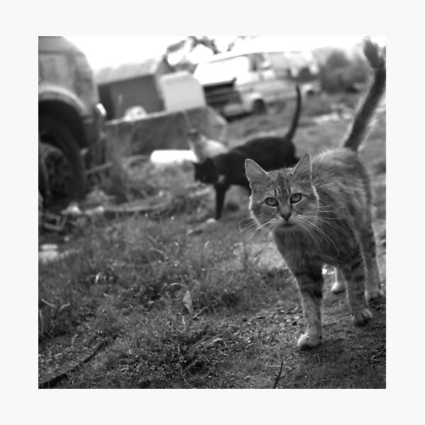 The Feral Life: Feral Cats in B&W Photographic Print
