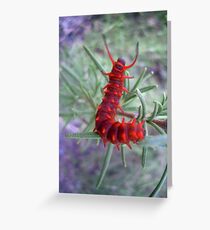 Lavenders Wonder Greeting Card