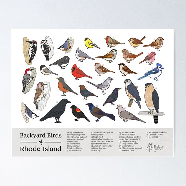Item preview, Rhode Island - Backyard Birds of Rhode Island Field Guide Print - Bird Art Print - BirdsandFriends.co designed and sold by BirdsandFriends.