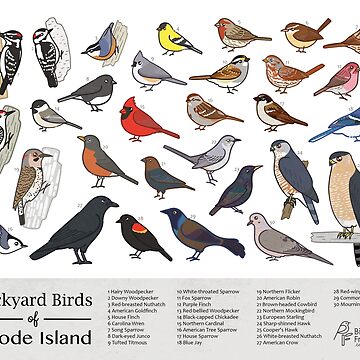 Artwork thumbnail, Rhode Island - Backyard Birds of Rhode Island Field Guide Print - Bird Art Print - BirdsandFriends.co by BirdsandFriends