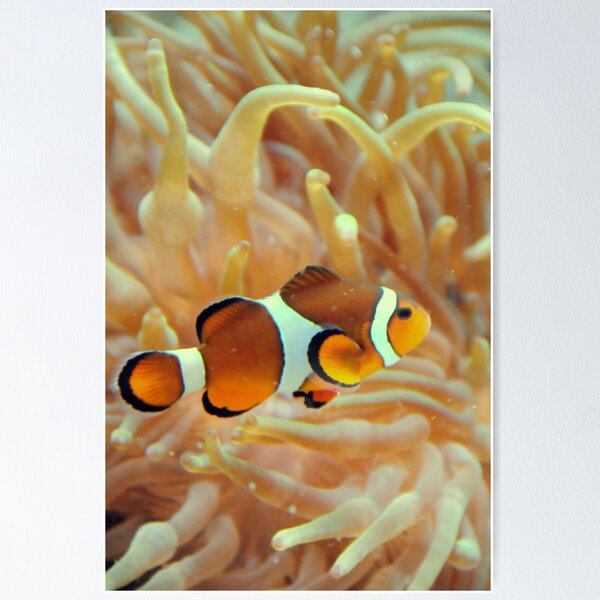 Item preview, Clown Fish designed and sold by Merce Duran Queral.