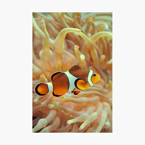 Item preview, Clown Fish designed and sold by Merce Duran Queral.