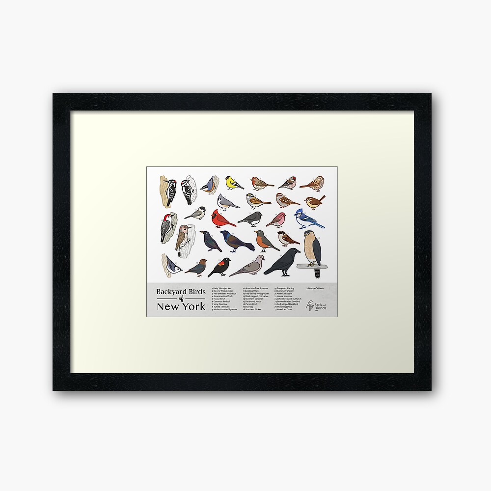 New Jersey Backyard Birds Of New Jersey Field Guide Print Bird Art