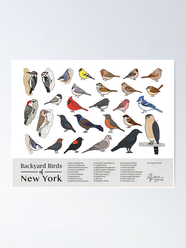 "New York Backyard Birds of New York Field Guide Print Bird Art