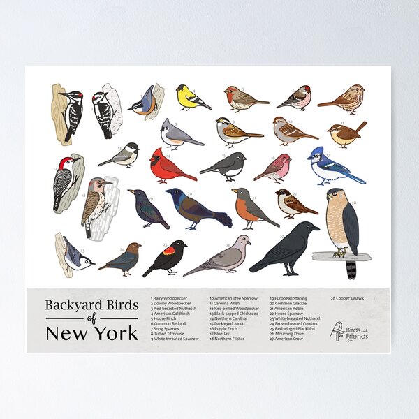 Item preview, New York - Backyard Birds of New York Field Guide Print - Bird Art Print - BirdsandFriends.co designed and sold by BirdsandFriends.