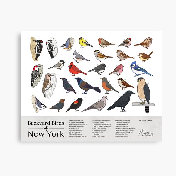 Item preview, New York - Backyard Birds of New York Field Guide Print - Bird Art Print - BirdsandFriends.co designed and sold by BirdsandFriends.