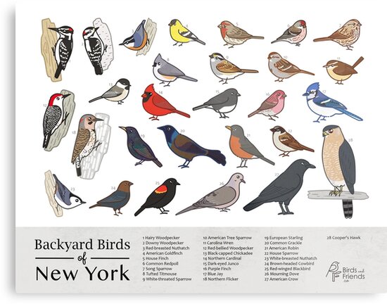 "New York - Backyard Birds of New York Field Guide Print - Bird Art