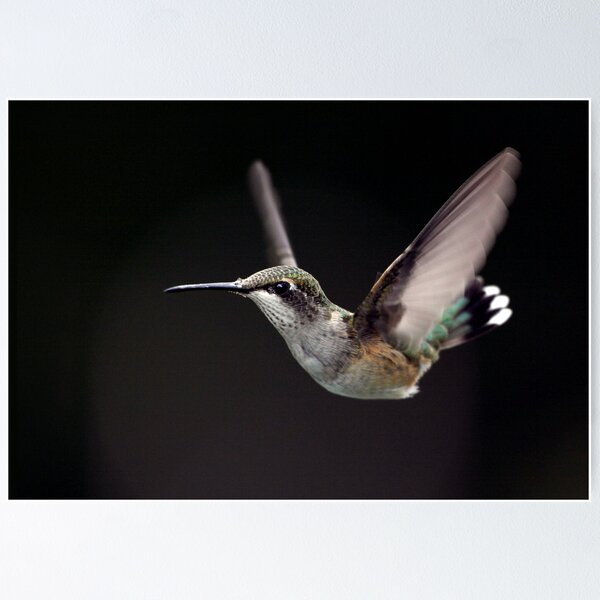 Item preview, Ruby On Black / Ruby Throated Hummingbird designed and sold by Gary Fairhead.