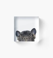 Französische Bulldogge Acrylblock