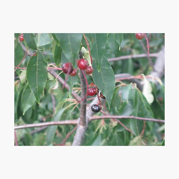 Item preview, Cherry designed and sold by kszymanski.