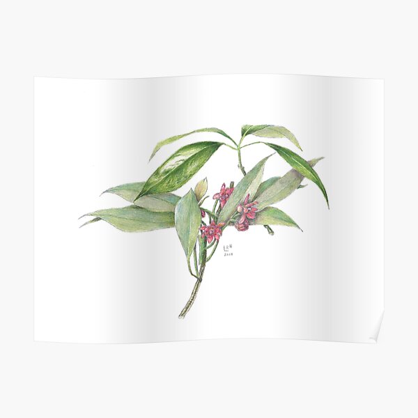 Star Anise Botanical Illustration Poster