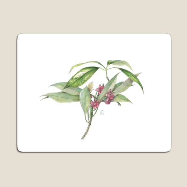 Star Anise Botanical Illustration Magnet