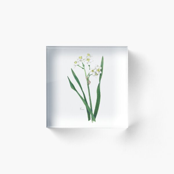 Cluster Daffodils Botanical Illustration Acrylic Block