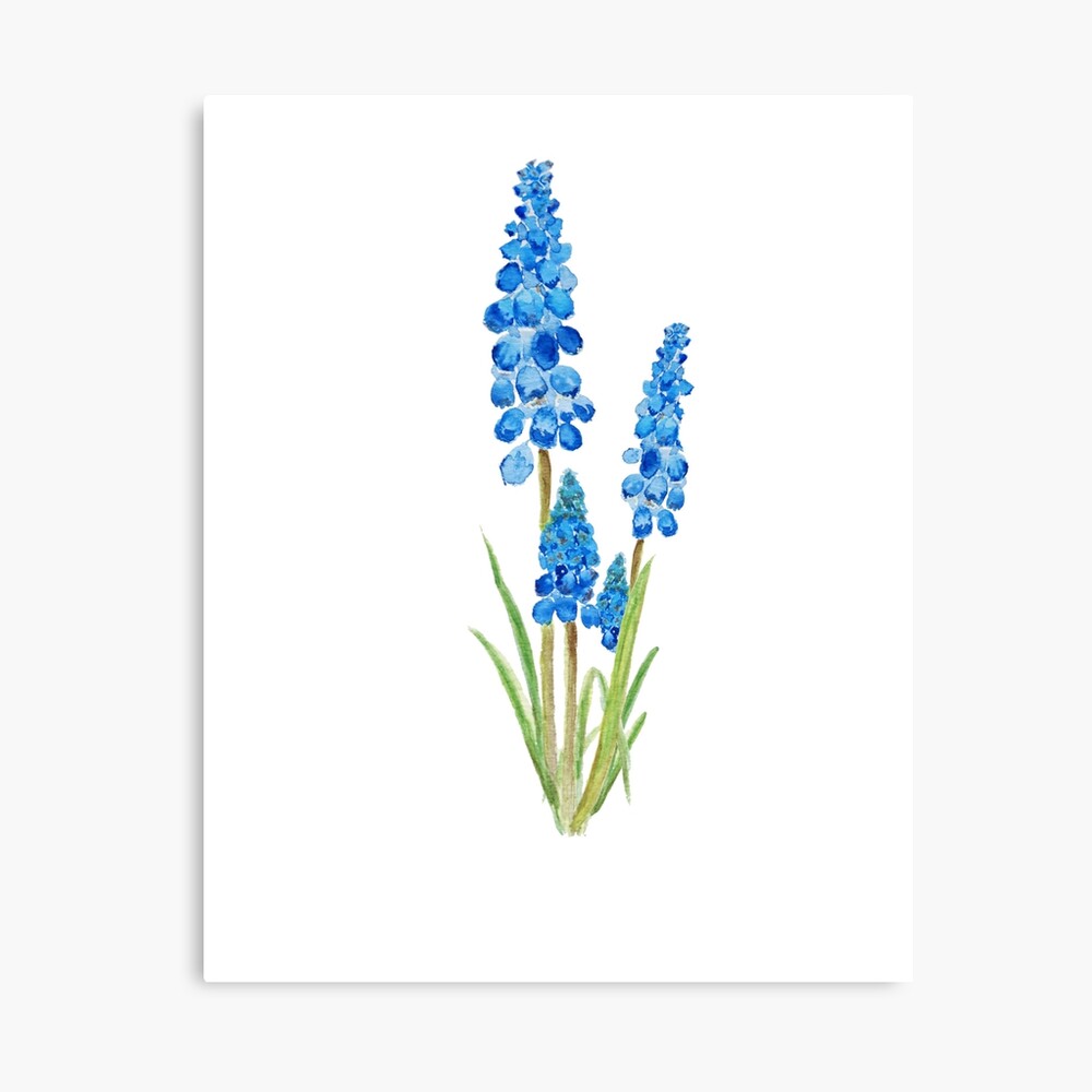 grape hyacinth watercolor